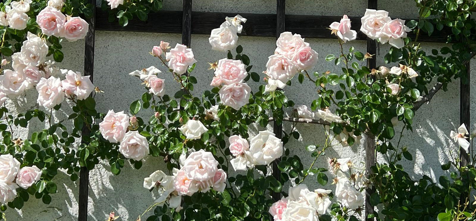 Sommerbild_Web